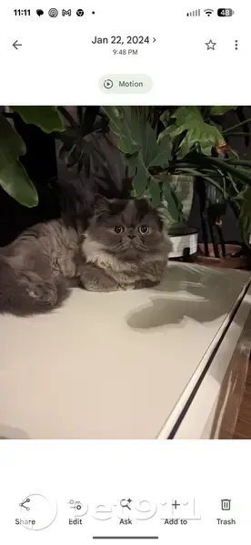 Lost cat, Central School Road, 81, Wantage, Sussex — gray dwarf Persian, very timid - photo