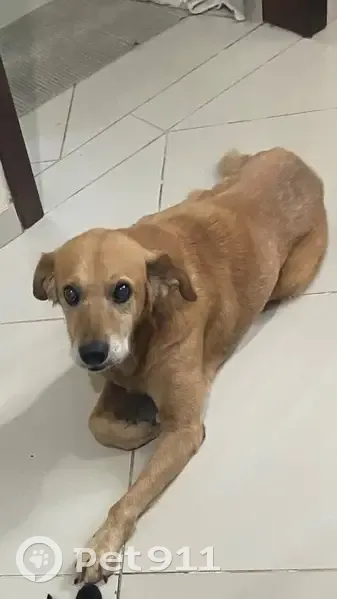 Perdido cachorro macho, Rua Ella Ferdinanda Dorothéia Paasche, 41 — cão idoso e manso - photo