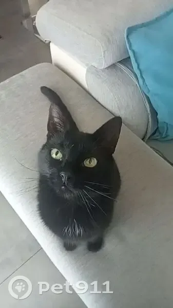 Chat perdu femelle, Chemin du Moulin, 1641, Saint-Maximin-la-Sainte-Baume, Paris - noire avec tache blanche, tatouée - photo