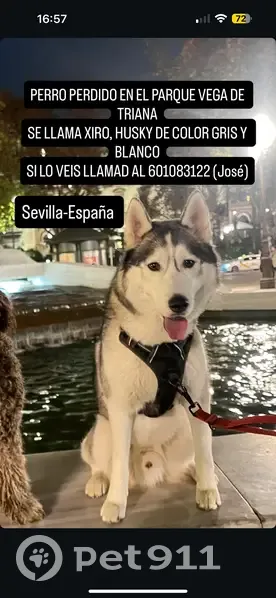 Perdido perro macho, Parque Vega de Triana, Sevilla - husky siberiano de 2 años y medio - photo