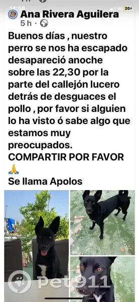 Perro perdido, A-493, 128, Bollullos Par del Condado, Huelva - macho, color negro con mancha blanca en el pecho - photo