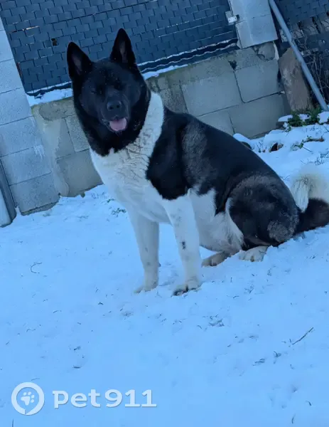 Chien perdu, Paris - femelle, noire et blanche, assez grosse - photo