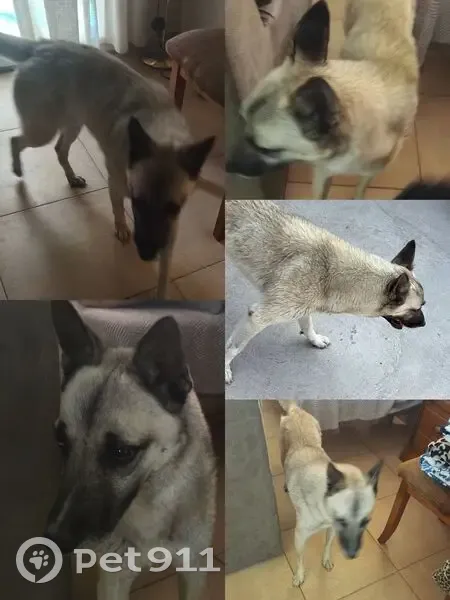 Encontrado perro masculino, Camino de las Abejorreras, El Alcaide, Cordoba - photo