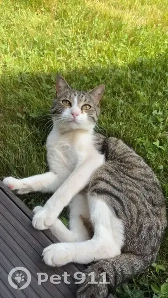 Chat perdu, Allée de l'Estade, 23, La Roche-de-Glun - mâle craintif, petit gabarit - photo