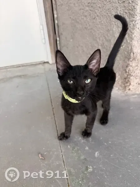 Encontrado gato masculino en N-IV, 641, Jerez de la Frontera, Madrid - gatito negro y muy cariñoso - photo