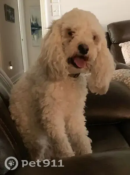 Lost dog, Audubon Point Drive, 601, Brandon - photo