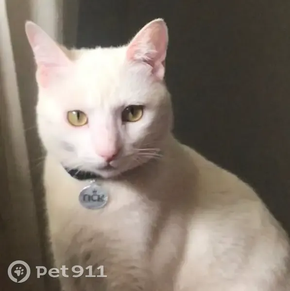 Perdido gato macho, Rua Alberto Macedo Leal, 265 — atende por Mimi ou Tick - photo