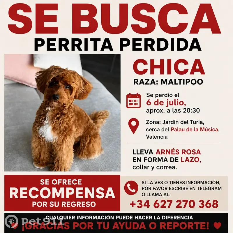 Perdido perro hembra, Avinguda de Jacinto Benavente, 20, València, Valencia - maltipoo con arnés rosa con forma de lazo - photo