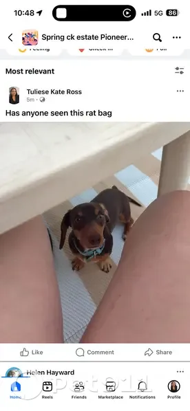 Lost dog, Wills Place, 9, Western Downs, Brisbane — male, blue collar - photo