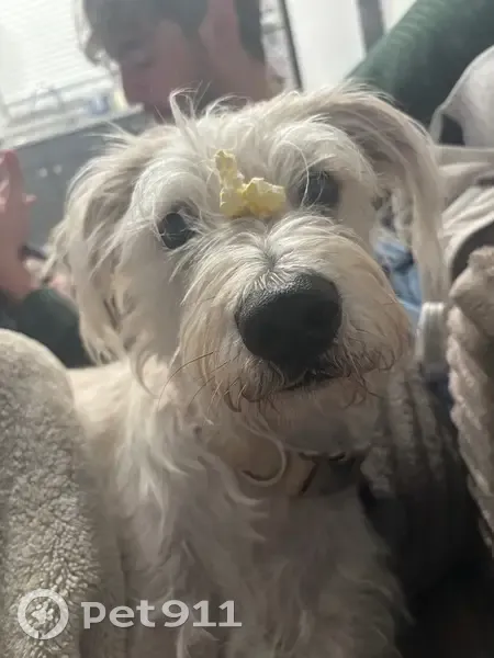 Lost dog, female, Farm to Market Road 2770, 3687, Mountain City — white and tan, timid - photo