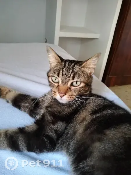Encontrado gato hembra, Calle Duquesa de Arcos, 34, Los Palacios y Villafranca, City Center - muy cariñosa, gris y con ojos verdes - photo