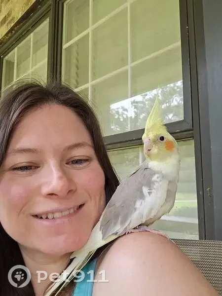 Lost bird, Pendarvis Lane North, 7751, Irvington - cockatiel, 4 months old - photo