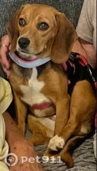 Lost dog - female, Willow Circle, 24289, Courtland, Courtland - brown and white beagle - photo