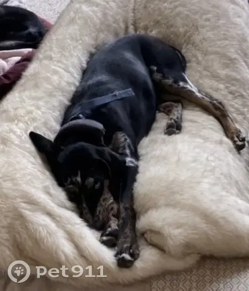 Lost dog, Holmes Gulch Road, Helena - female, blue and brown eyes - photo