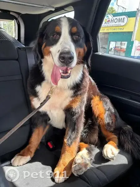 Perdido perro hembra en Reynosa, Tamaulipas, Mérida - Bernés de la Montaña tricolor - photo