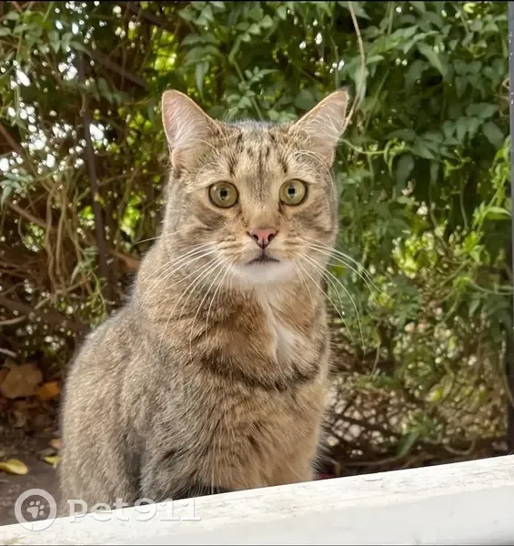 Lost cat, Andrew Street, Greater Geelong, Geelong — male neutered tabby - photo