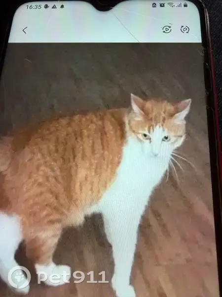 Chat perdu, Allée des Platanes, 24, Eysines - mâle, grand roux blanc castré, 8 ans - photo