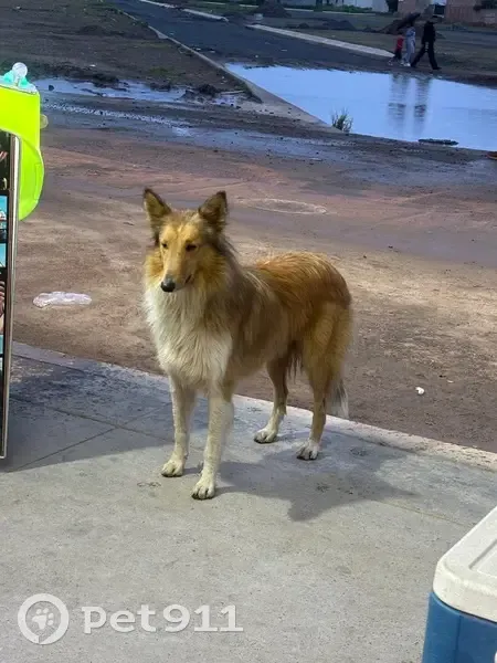 Encontrado perro, Avenida Santa Lucía, Hacienda Santa Fe - photo