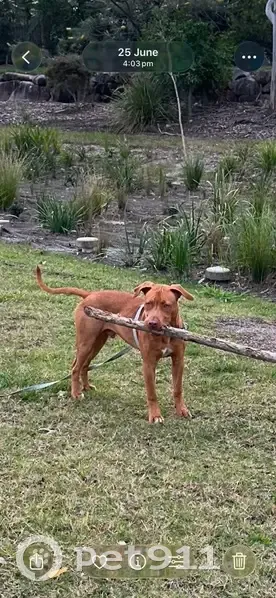 Lost dog, Sanno Road, City of Moreton Bay, Brisbane - male, shy, 6 months old - photo