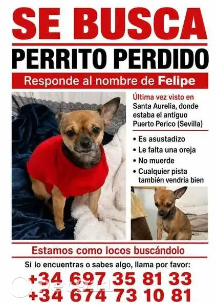 Perro perdido macho, Calle del Motor, 7, Sevilla - pequeño y asustadizo - photo