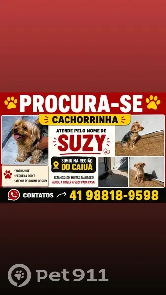 Perdido cachorro fêmea, Rua Reinaldo Strobel, 155 - photo