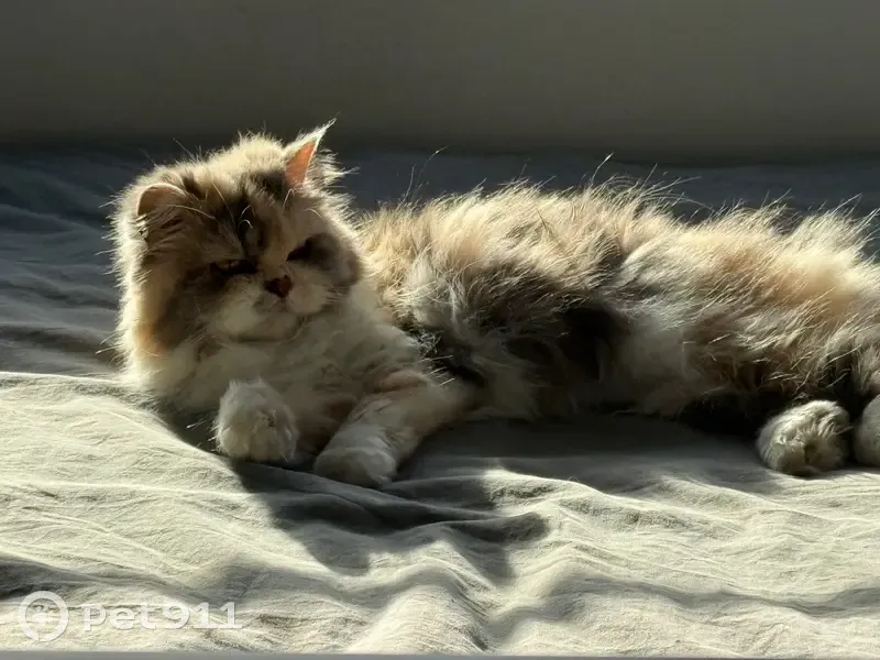 Perdido gato hembra, Calle Francisco Suárez, Guadalcacín, Jerez de la Frontera - pelo largo - photo