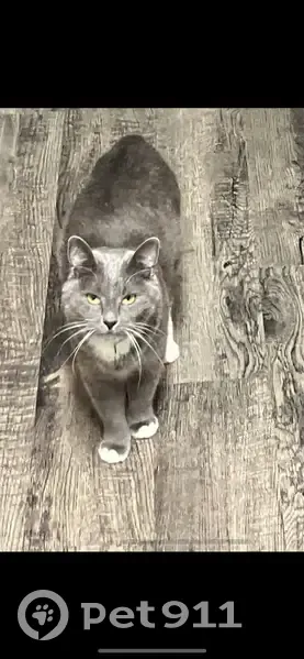 Lost cat, female, Paddy Hollow Road, 56, Claremont - gray with white paws and tail tip - photo