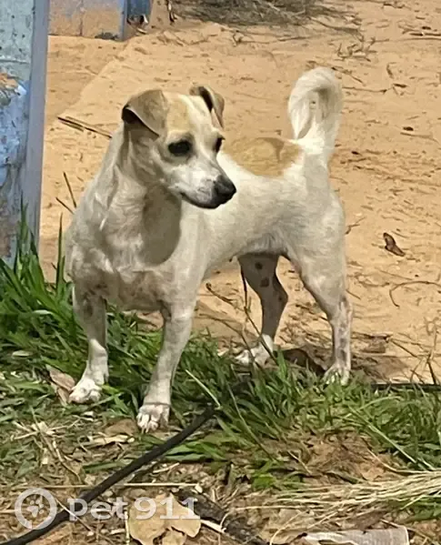 Perdido cachorro fêmea, H943+VC Campo Grande, MS, Brasil — branquinha e bem pequena - photo