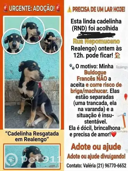 Encontrado cachorro fêmea na Rua Nepomuceno, 324 - preto e bege - photo