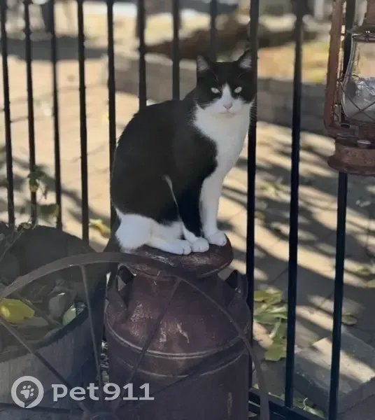 Lost cat, Phoenix Lake Road, 20983, Sonora - male, large short hair - photo