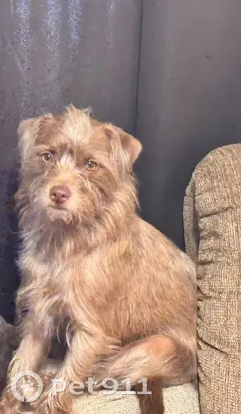 Lost dog, Canterbury Street, 931, Norman - photo