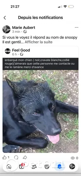 Chien perdu mâle, Kerambleis, Plomelin, Paris — collier cuir noir et rouge - photo