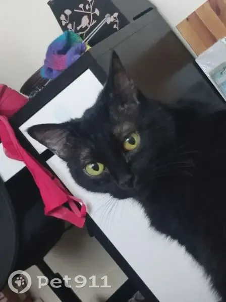 Chat disparu Fille, Athis-Mons (fl597185) - photo