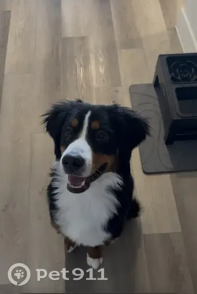 Lost dog, Lamar Street, 300, Roanoke - male, black with white paws and chest - photo
