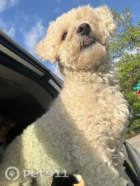 Lost dog, South 125th East Avenue, 2501, Tulsa, Corpus Christi - male, white and fluffy - photo