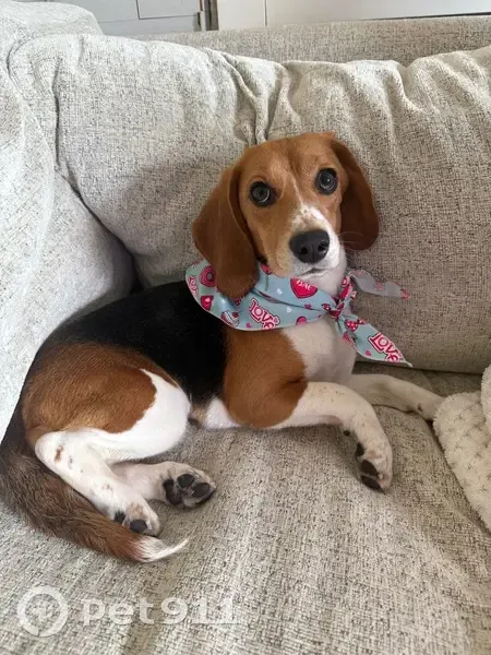 Lost dog, female, East Saint Francis Avenue, 1804, St. Francis - very timid, no collar - photo