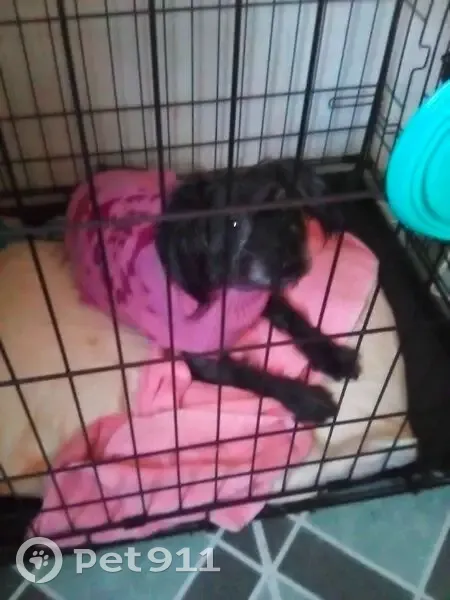 Lost dog, East 138th Street, 318A, New York, Edgewater - male, black, 4 years old - photo