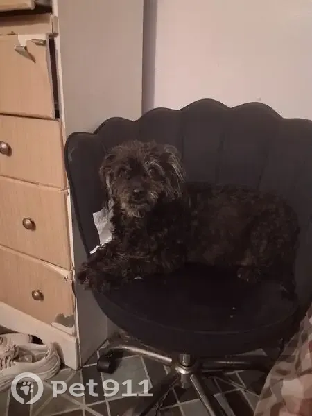 Lost dog, Alexander Avenue, 225, Edgewater — female, black, 4 years old - photo