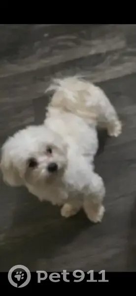 Lost dog, Sandwood Drive, 5133, Indianapolis - female - photo