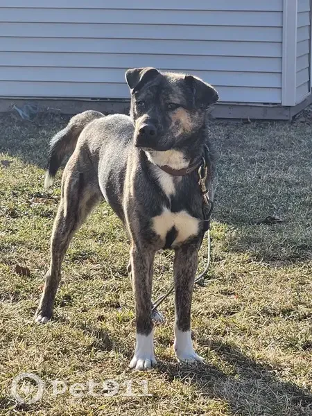Lost dog, Markham, Illinois, Hickory Hills - male, dark brindle coat, blue and brown eyes - photo