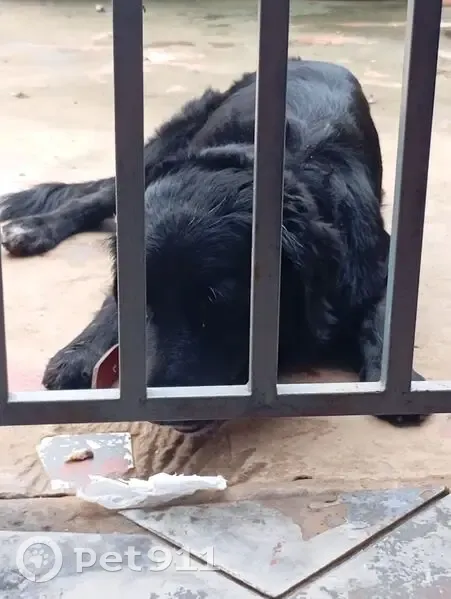 Encontrado cachorro macho, Rua Valdomiro Lopes, 1601 - grande porte e coleira vermelha - photo