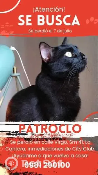 Perdido gato macho, Virgo, 20, Cancun — negro y esterilizado - photo
