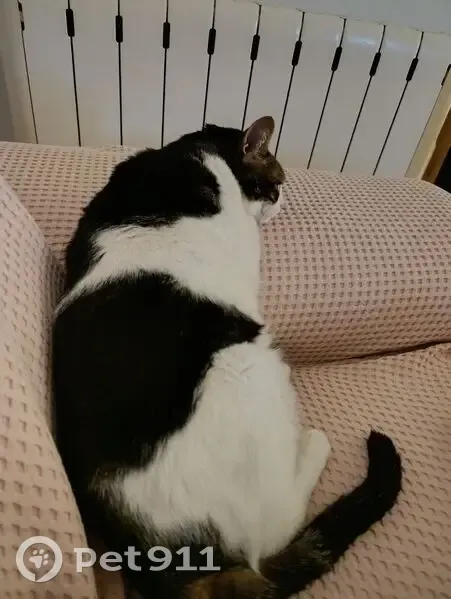 Perdido gato masculino, Carrer Oviedo, 4, L'Eliana, Paterna - 15 años, sin chip - photo