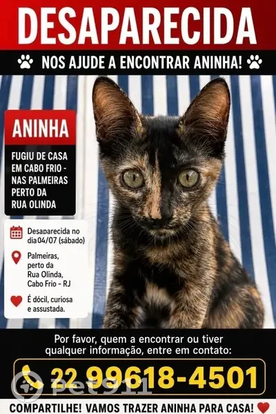 Perdido gato fêmea, Rua Olinda, Rio de Janeiro - photo
