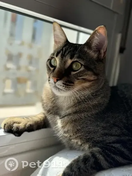 Perdido gato macho, Calle Empresaria María Trelles, 60, Algeciras - castrado y con chip actualizado - photo