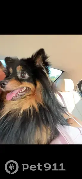 Perdido perro macho, Plaça de Mossèn Jacint Verdaguer, 9, Terrassa - pomerania negro y marrón con chip - photo