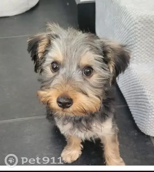 Perdido perro macho, Avinguda de la Marina Baixa, 8, Benidorm — cachorro de yorkshire terrier - photo