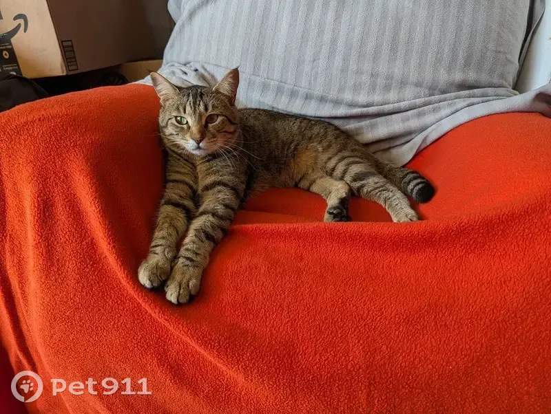 Lost cat, Southeast View Meadows Lane, 15322, Milwaukie, Hillsboro — male, microchipped - photo