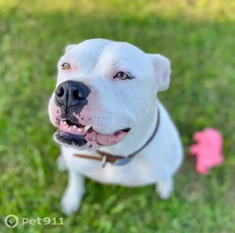 Lost dog, Tellico Plains, Tennessee - white American Bulldog - photo