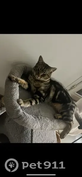 Chat perdu mâle, Rue Henri Andrieu, 6, Lorient - tigré - photo